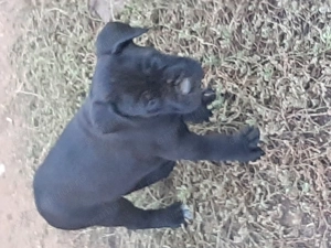 Femela cane corso cu pedigree