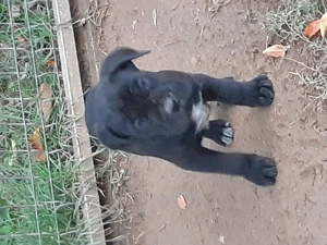 Femela cane corso cu pedigree - imagine 2