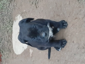 Femela cane corso cu pedigree - imagine 3