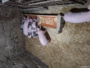 Purcei de vânzare  - imagine 3