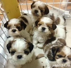 Puiuti Shih tzu superbi