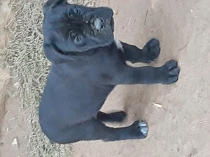 Femela cane corso cu pedigree - imagine 4
