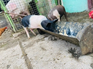 Vand 2 purcei pret negociabil