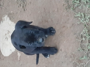 Femela cane corso cu pedigree - imagine 5