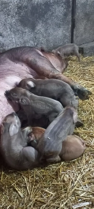 Purcei Duroc rasă pură Turnu Magurele Disponibili dupa 20.11.2025 - imagine 2