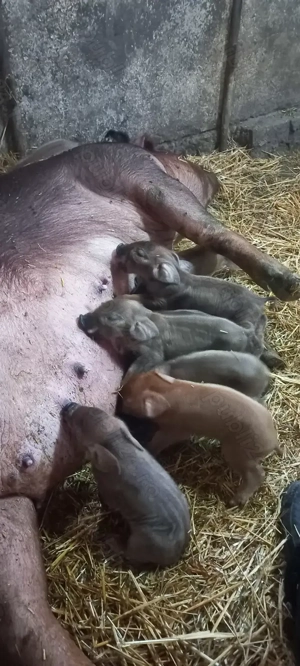 Purcei Duroc rasă pură Turnu Magurele Disponibili dupa 20.11.2025 - imagine 3