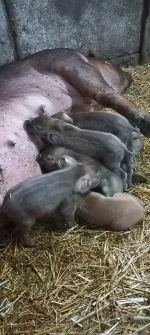 Purcei Duroc rasă pură Turnu Magurele Disponibili dupa 20.11.2025 - imagine 4