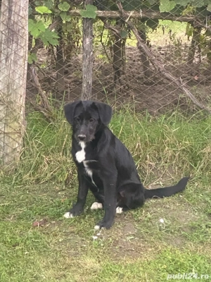 Donez acest pui de 5 luni gratis