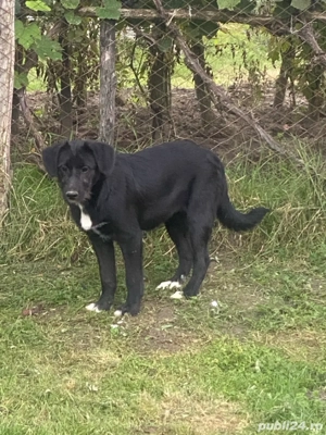 Donez acest pui de 5 luni gratis - imagine 2