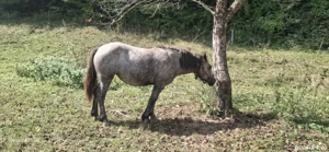 Vand Manza - imagine 3