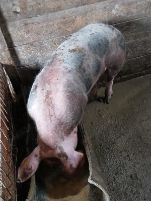 Purcea pietrain de vânzare 85  90 de kg preț 1500 lei  preț fix