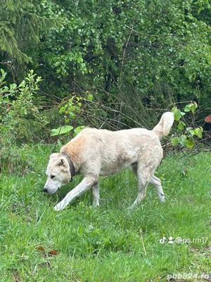 Cătea de paza , oi, vanatoare ..  - imagine 3 Cătea de paza , oi, vanatoare ..  - imagine 3