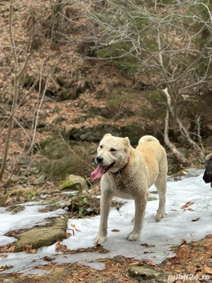 Cătea de paza , oi, vanatoare ..  - imagine 2 Cătea de paza , oi, vanatoare ..  - imagine 2