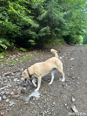 Cătea de paza , oi, vanatoare ..  - imagine 4 Cătea de paza , oi, vanatoare ..  - imagine 4