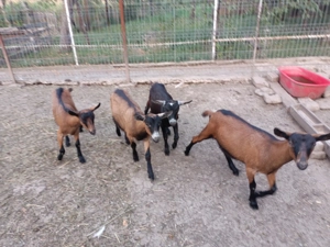 Capre alpina franceza  - imagine 2