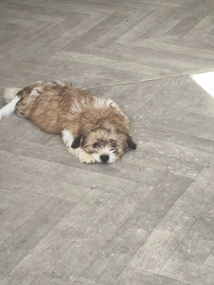 Shih-tzu căutăm familii iubitoare  - imagine 5