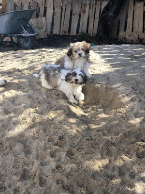 Căutăm familii iubitoare de animale