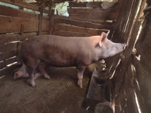 Vând scrofița metis duroc