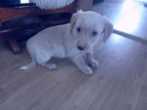 Donez pui de căței 