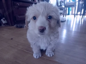 Donez pui de căței  - imagine 2