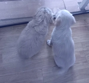 Donez pui de căței  - imagine 3