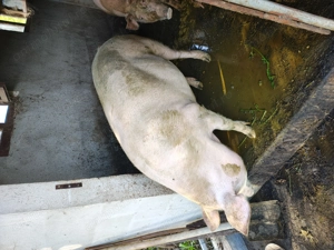 De vânzare o purcică de aprox 170 kg