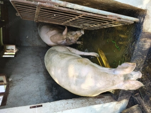 De vânzare o purcică de aprox 170 kg - imagine 4