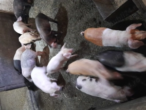 Vind purcei  - imagine 3