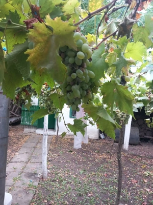 Casa batraneasca si teren de vanzare: Silistraru, Braila - imagine 7