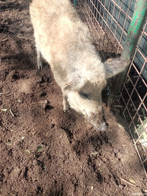 Vier mangalita de vanzare