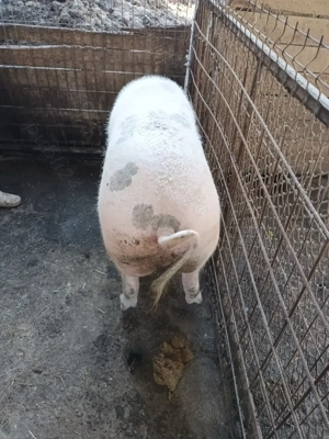 Porc, mascul, aprox 180kg - imagine 3