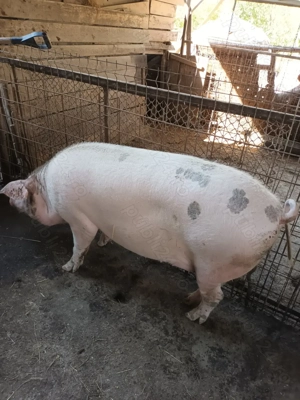Porc, mascul, aprox 180kg - imagine 4