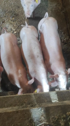 Purcei caut stăpân 