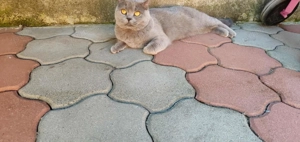 Bună ziua  - imagine 3