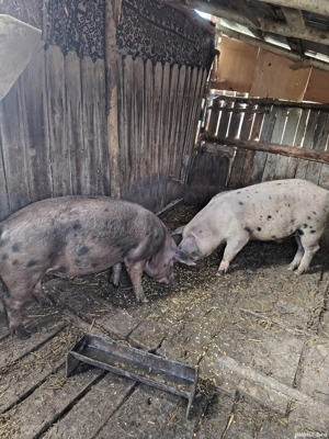 Vand porci  - imagine 2