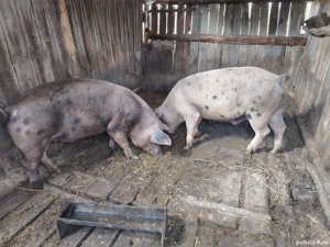 Vand porci  - imagine 3