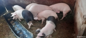 grăsuni de vânzare 