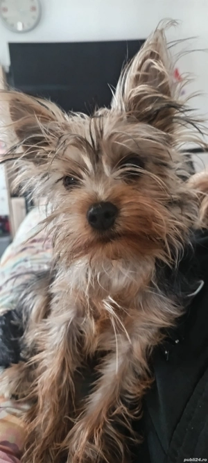 Yorkshire toy  - imagine 4 Yorkshire toy  - imagine 4