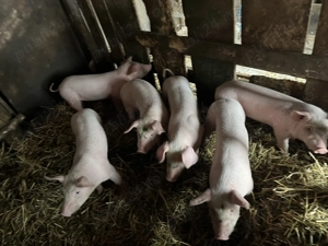 vând purcei de 6 săptămâni !