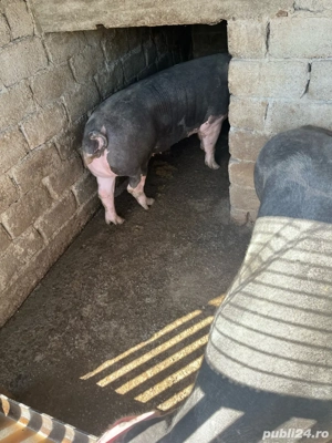 Porci de vânzare - imagine 4