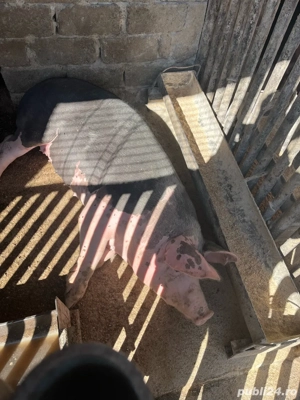 Porci de vânzare - imagine 5