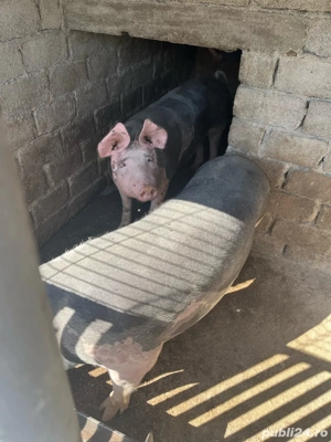 Porci de vânzare