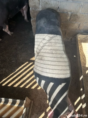 Porci de vânzare - imagine 3