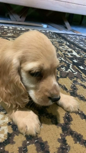 7 puiuți Cocker Spaniel în căutare de o nouă familie  - imagine 3 7 puiuți Cocker Spaniel în căutare de o nouă familie  - imagine 3