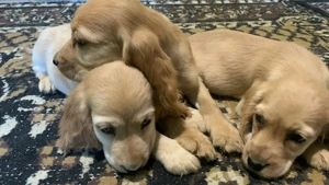 7 puiuți Cocker Spaniel în căutare de o nouă familie  - imagine 4 7 puiuți Cocker Spaniel în căutare de o nouă familie  - imagine 4