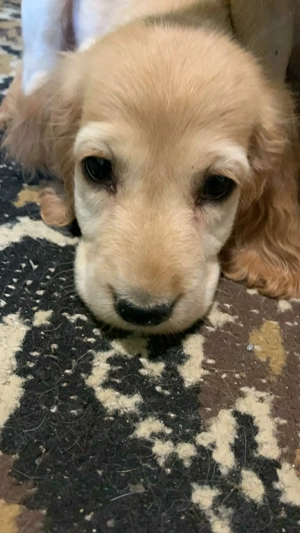 7 puiuți Cocker Spaniel în căutare de o nouă familie  - imagine 2 7 puiuți Cocker Spaniel în căutare de o nouă familie  - imagine 2