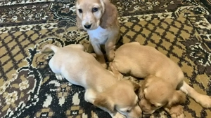 7 puiuți Cocker Spaniel în căutare de o nouă familie