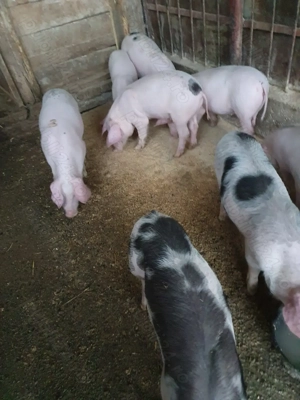Purcei Landrace - imagine 5 Purcei Landrace - imagine 5