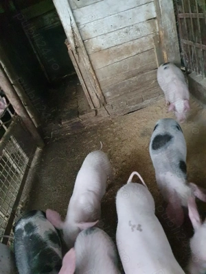 Purcei Landrace - imagine 4 Purcei Landrace - imagine 4