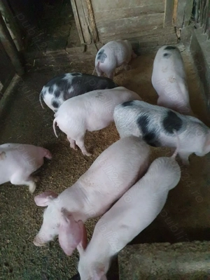 Purcei Landrace - imagine 3 Purcei Landrace - imagine 3